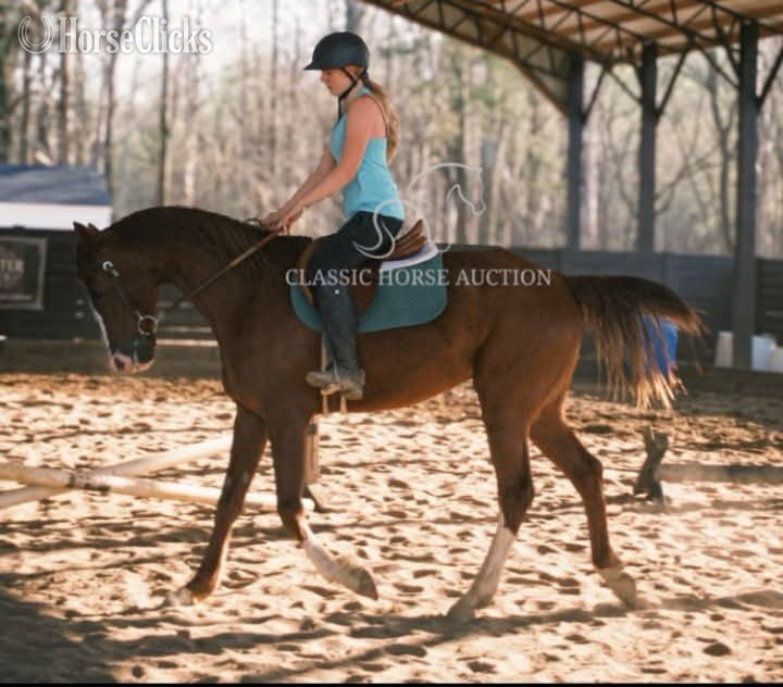 "riot" Sorrel Gelding Arabian