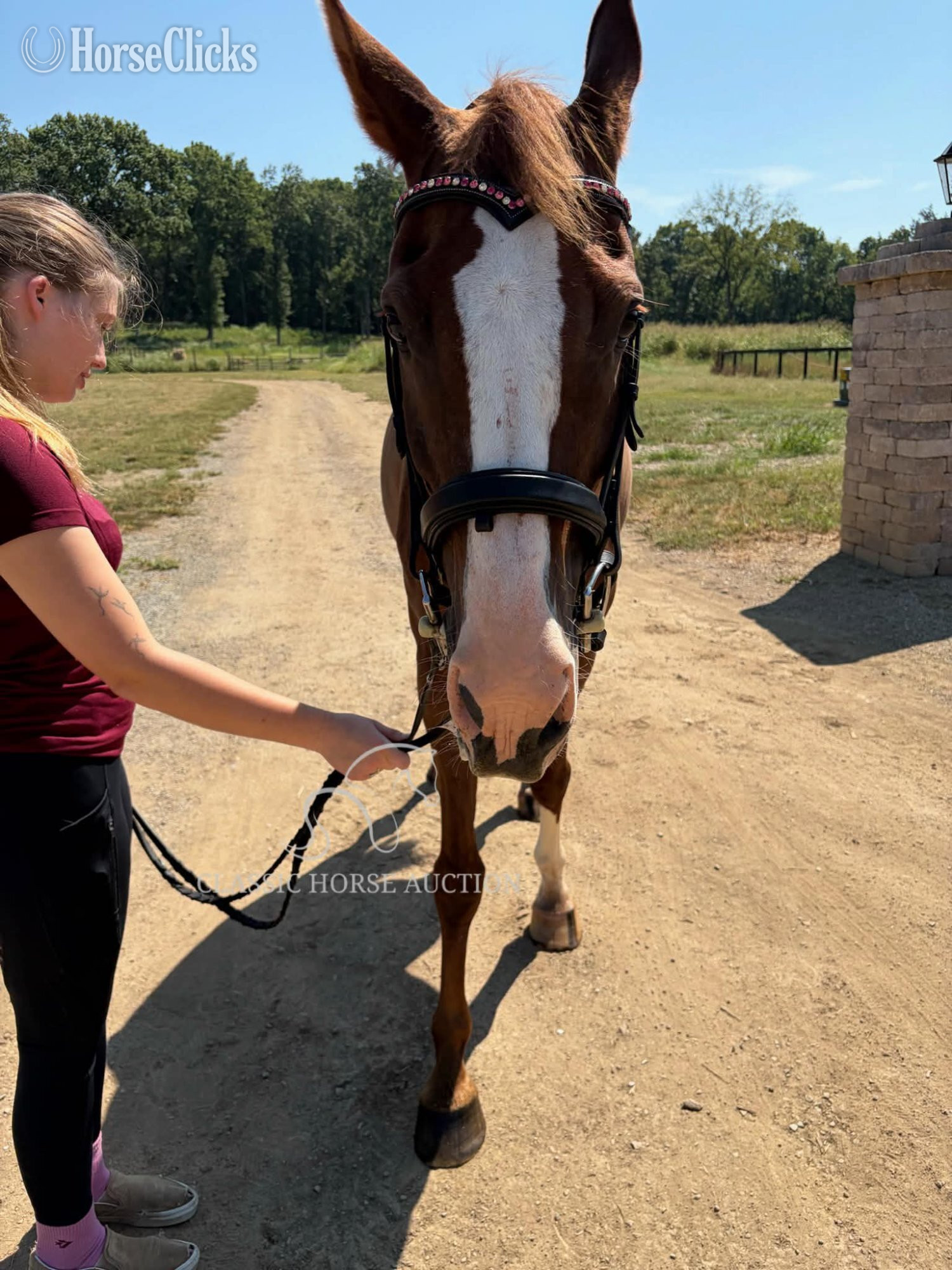 "riot" Sorrel Gelding Arabian Tennessee