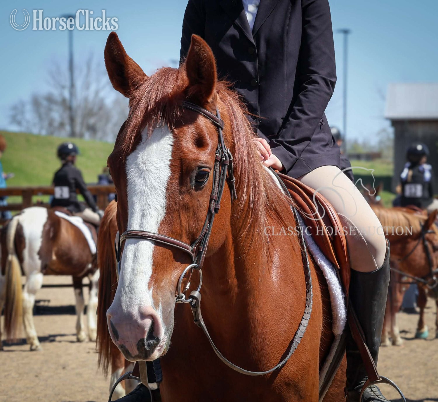 Arabian - "riot" Sorrel Gelding Arabian in Tennessee