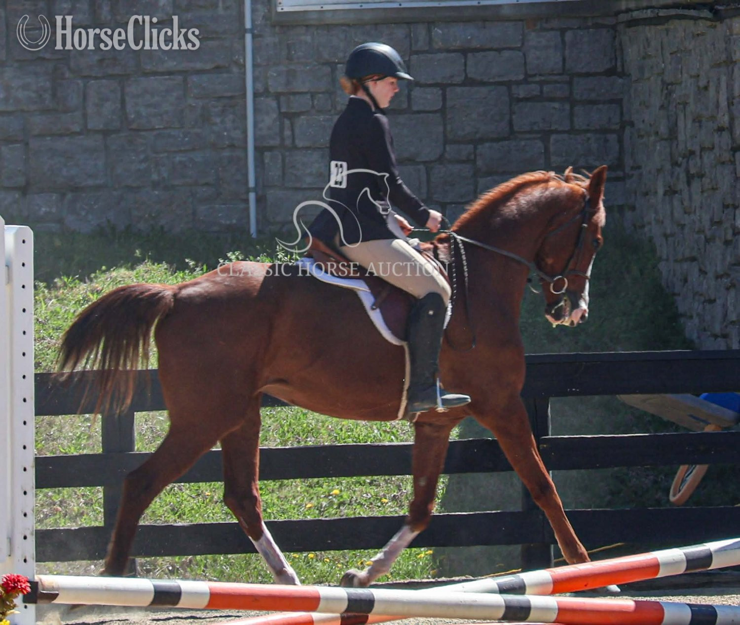 Arabian - "riot" Sorrel Gelding Arabian