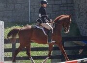 "riot" Sorrel Gelding Arabian