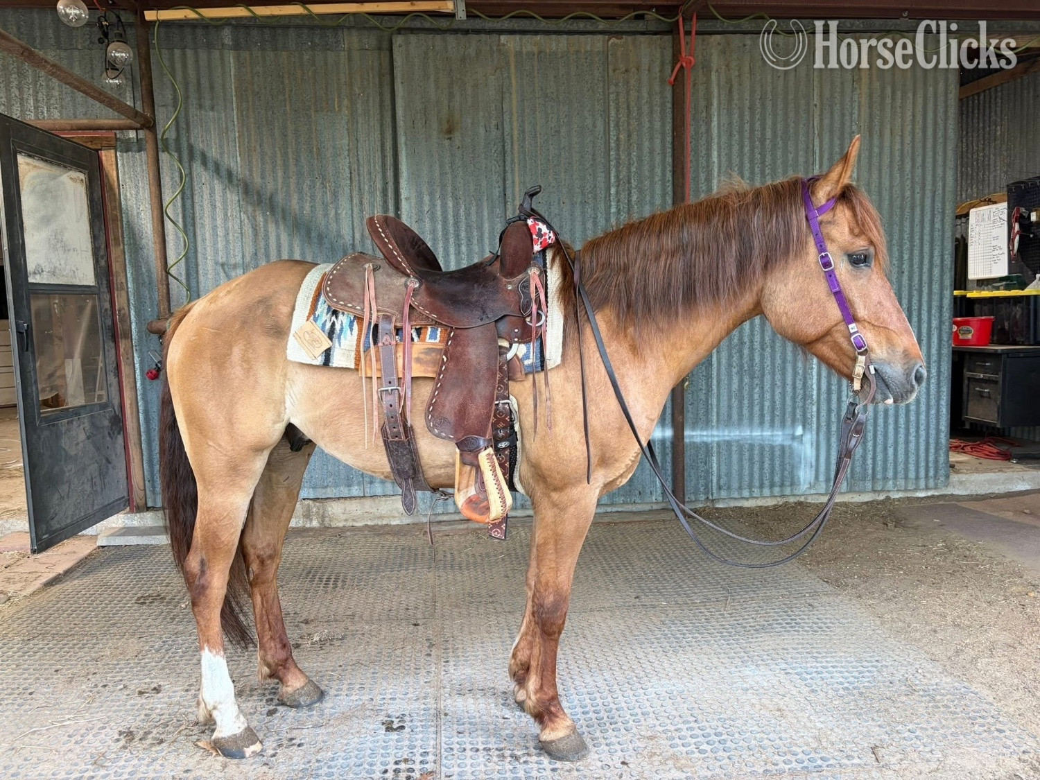 "Rocky " Red Dun Gelding Quarter Horse in Pennsylvania