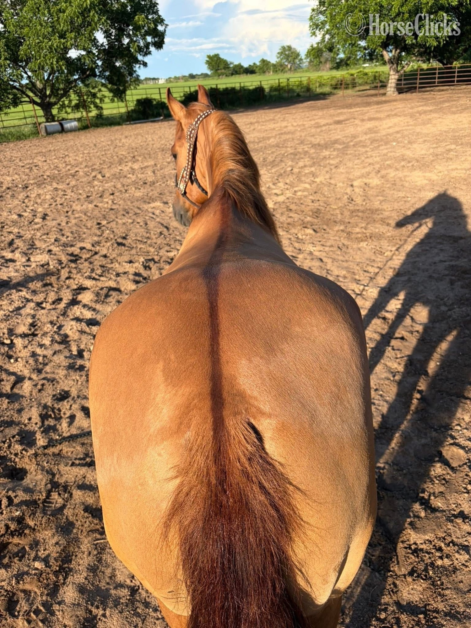 "Rocky " Red Dun Gelding Quarter Horse