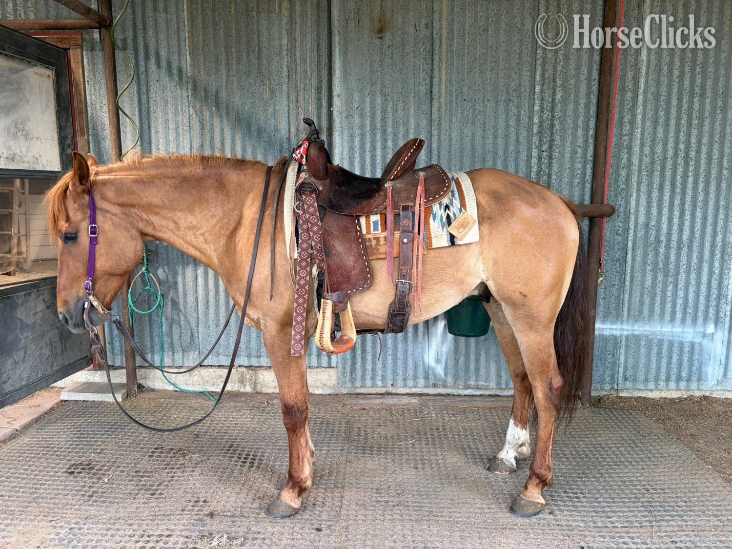Pennsylvania "Rocky " Red Dun Gelding Quarter Horse