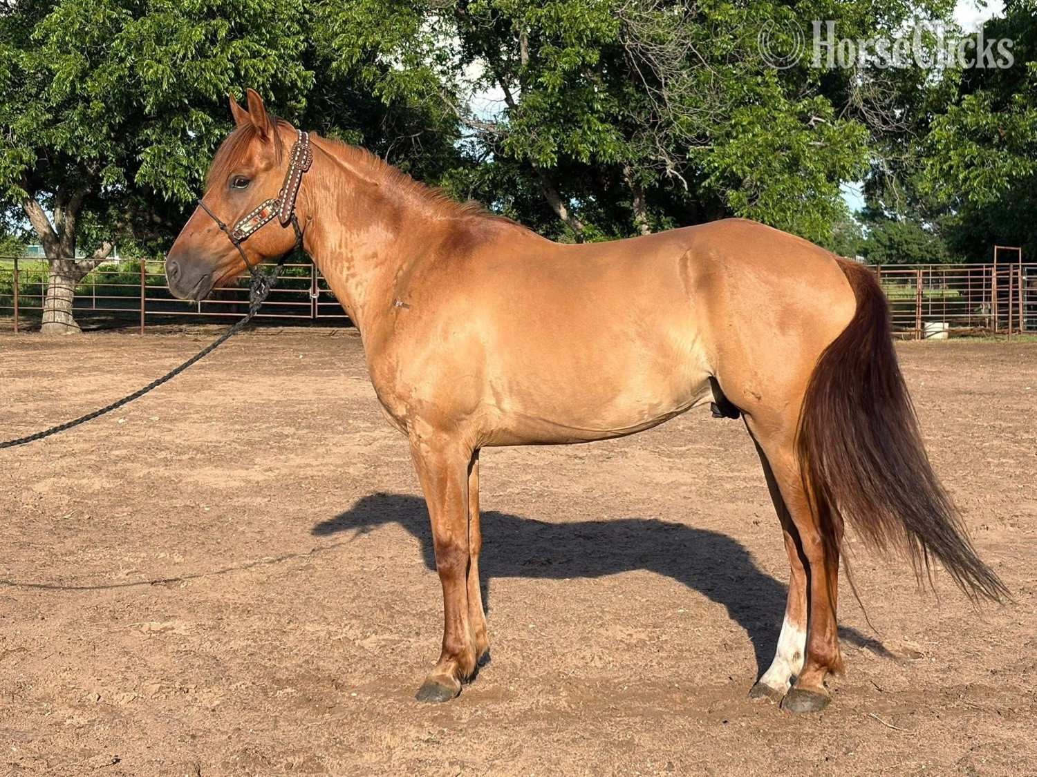 "Rocky " Red Dun Gelding Quarter Horse - Quarter Horse in Pennsylvania