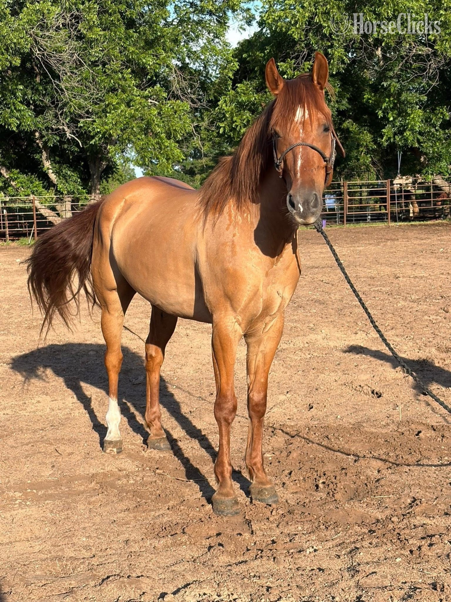 "Rocky " Red Dun Gelding Quarter Horse Pennsylvania