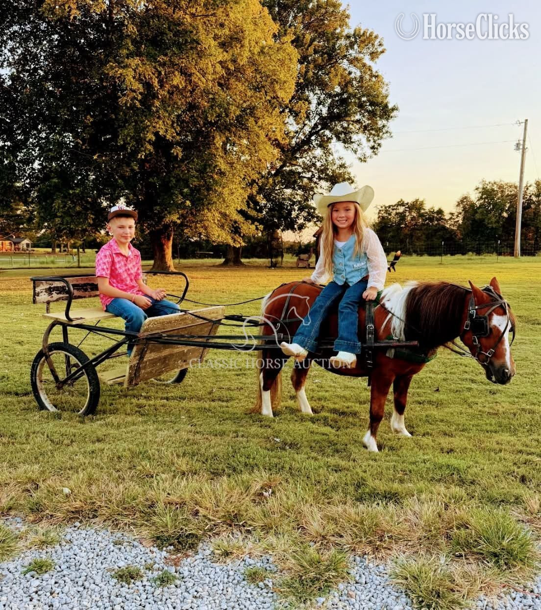 Kentucky "LULU" Palomino Mare Pony