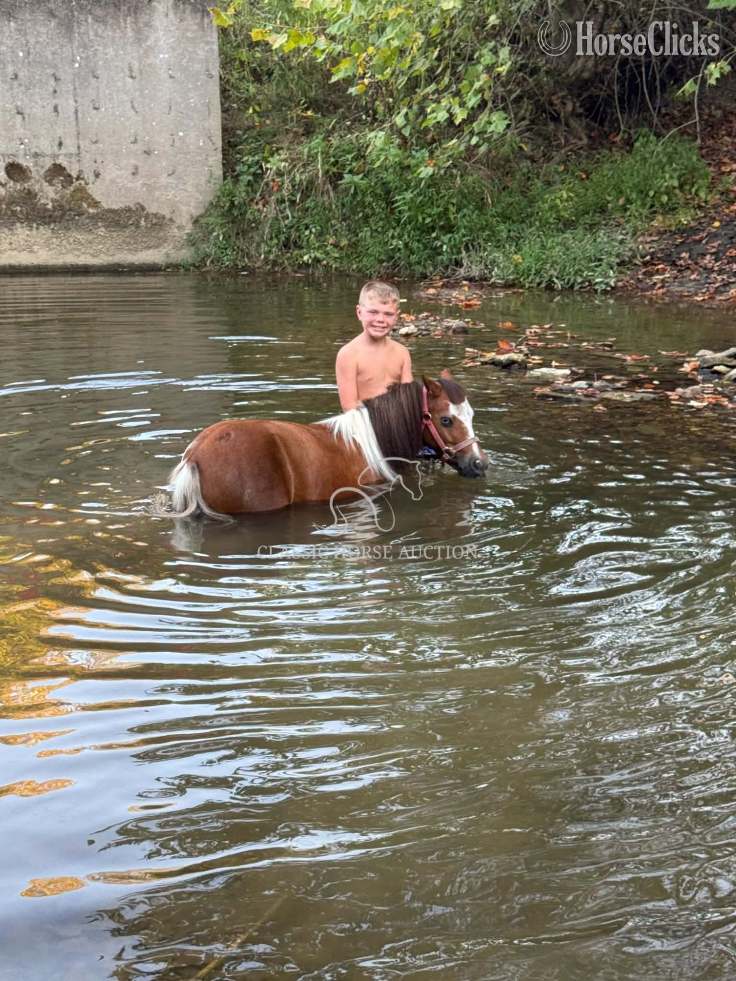 "LULU" Palomino Mare Pony - Pony in Kentucky