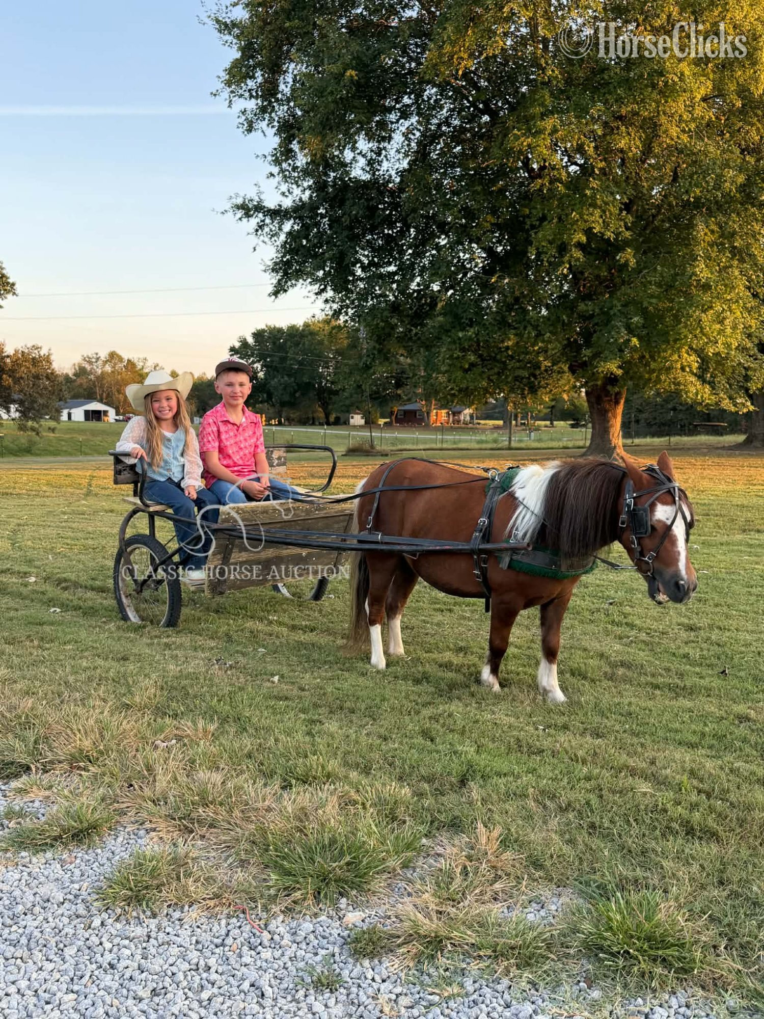 "LULU" Palomino Mare Pony - Pony