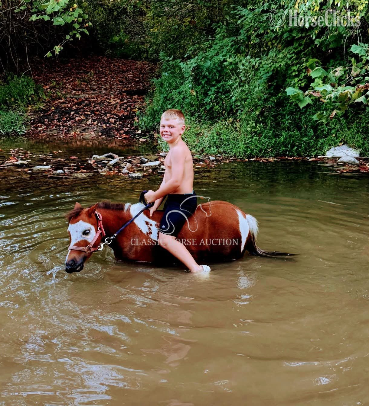 "LULU" Palomino Mare Pony Kentucky