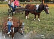 "LULU" Palomino Gelding Pony