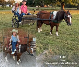 "LULU" Palomino Gelding Pony