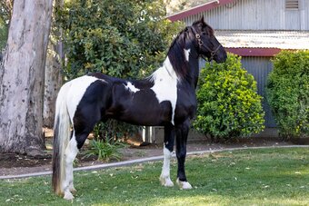 "Invictus" Tabiano Stallion American Saddlebred