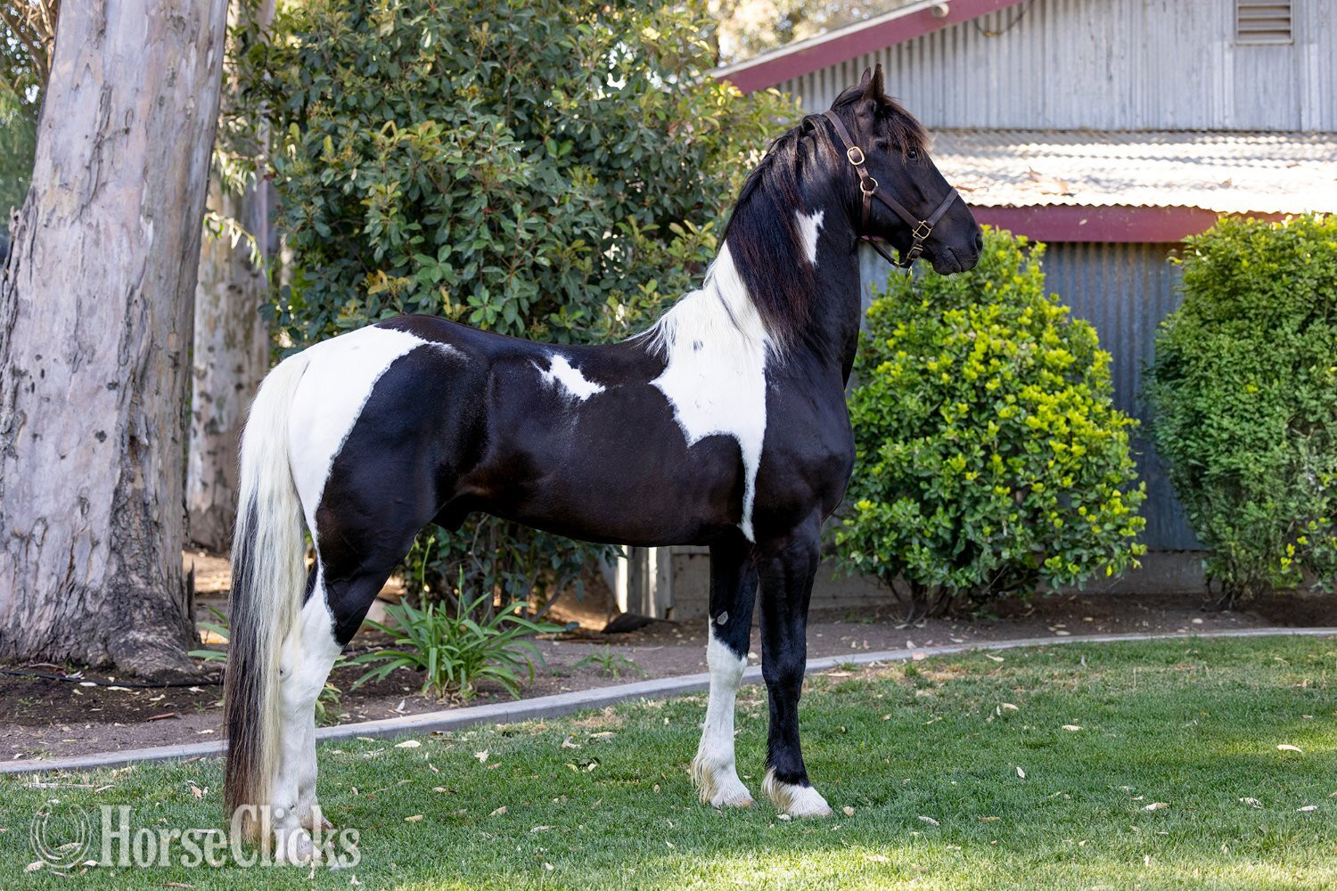 "Invictus" Tabiano Stallion American Saddlebred in California