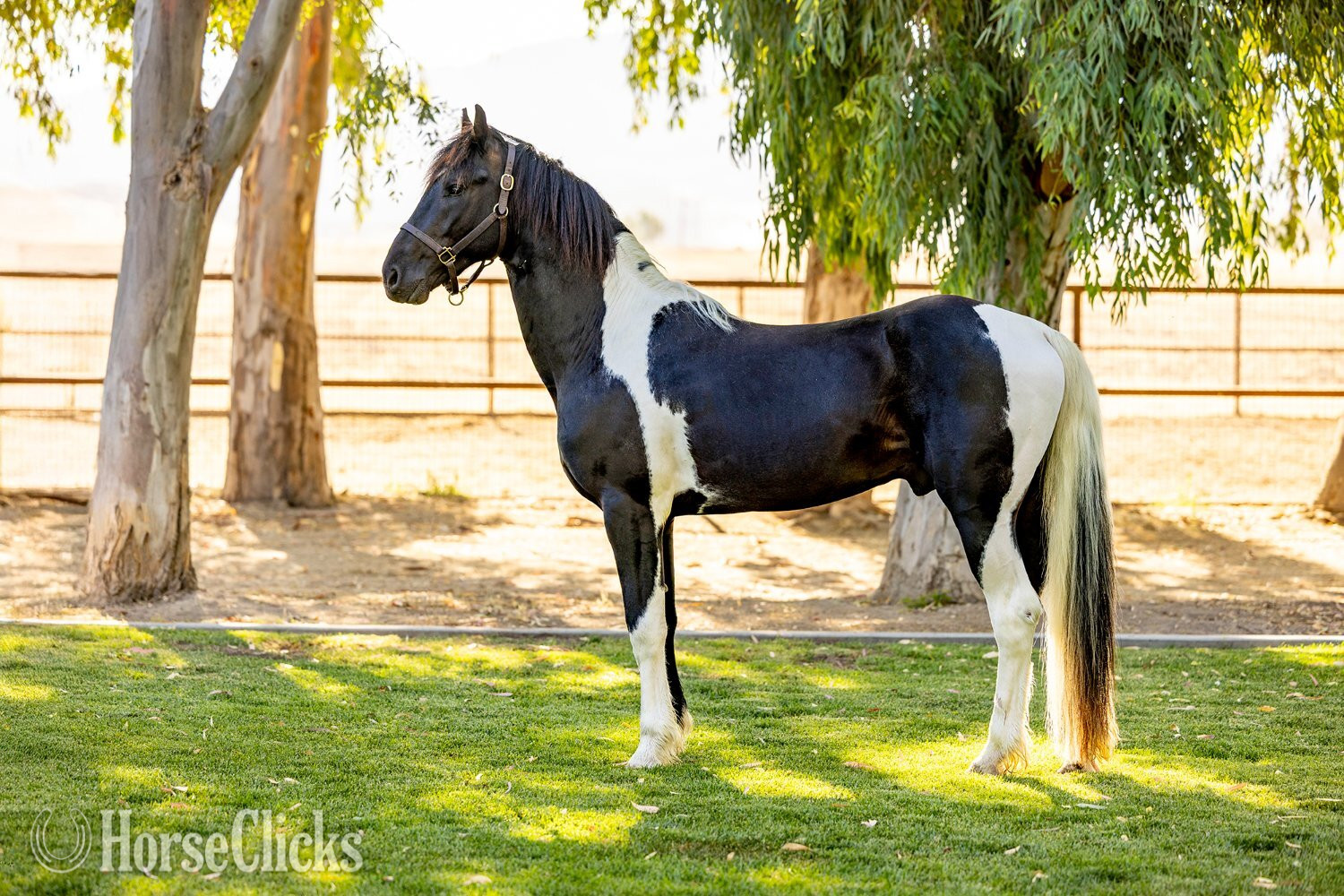 "Invictus" Tabiano Stallion American Saddlebred