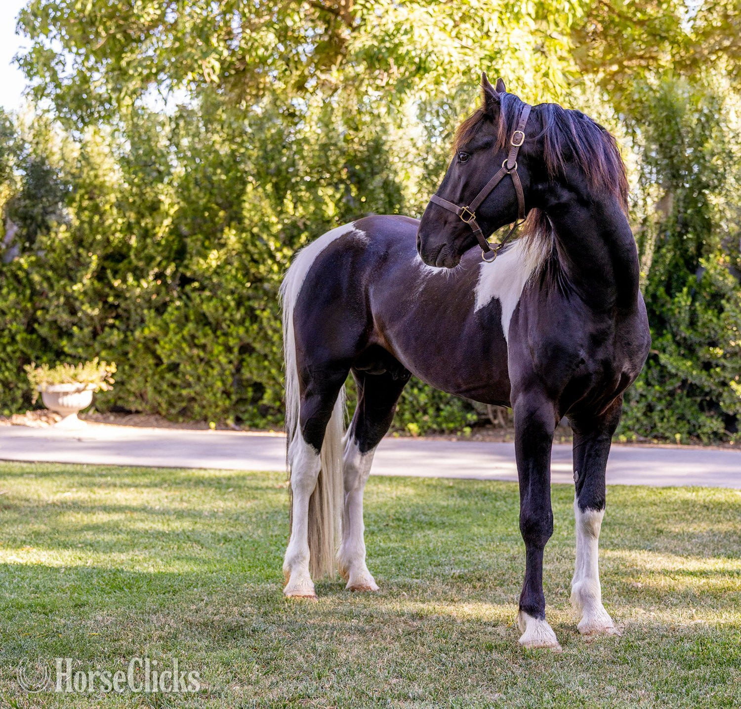 California "Invictus" Tabiano Stallion American Saddlebred