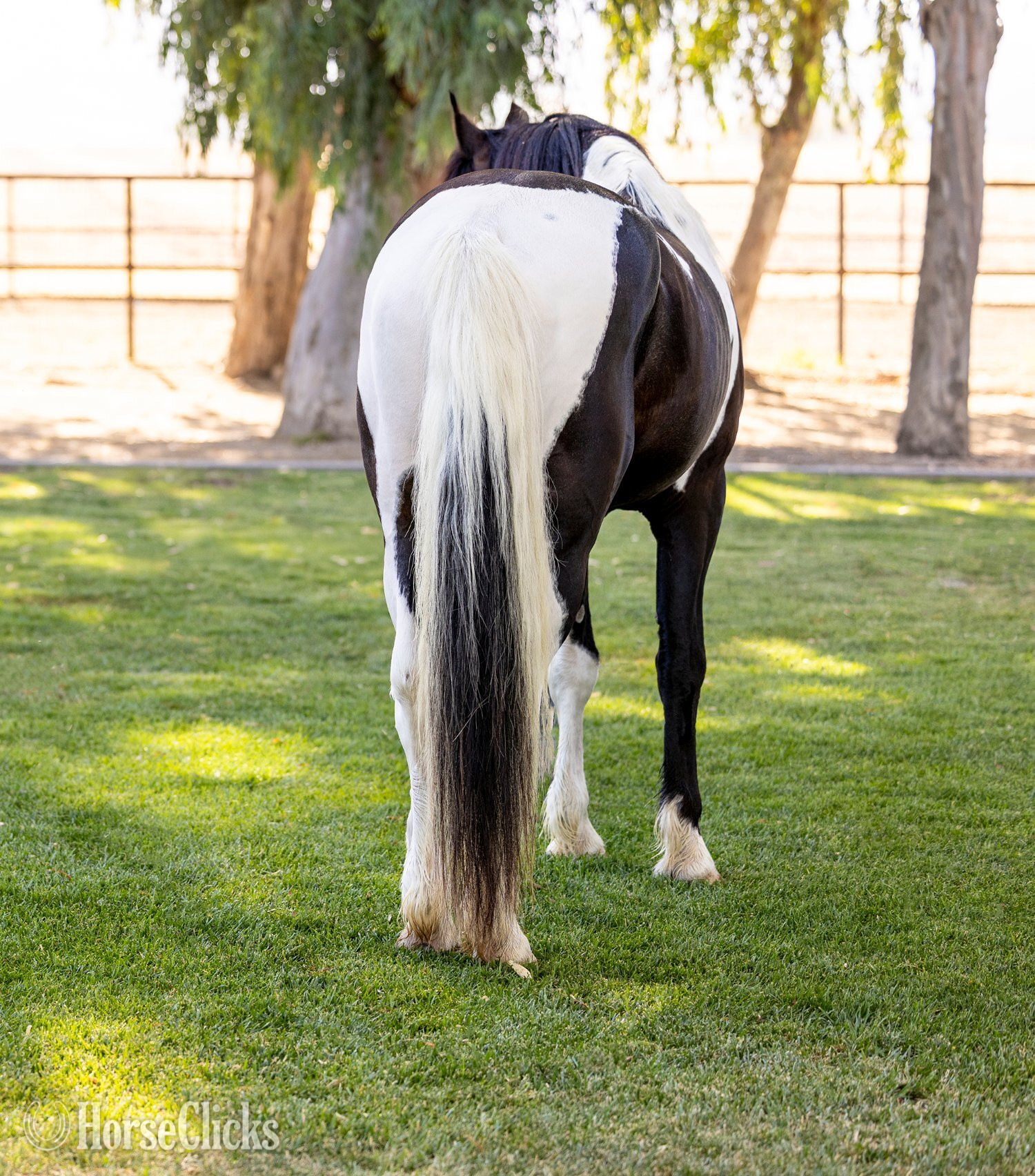 "Invictus" Tabiano Stallion American Saddlebred - American Saddlebred in California