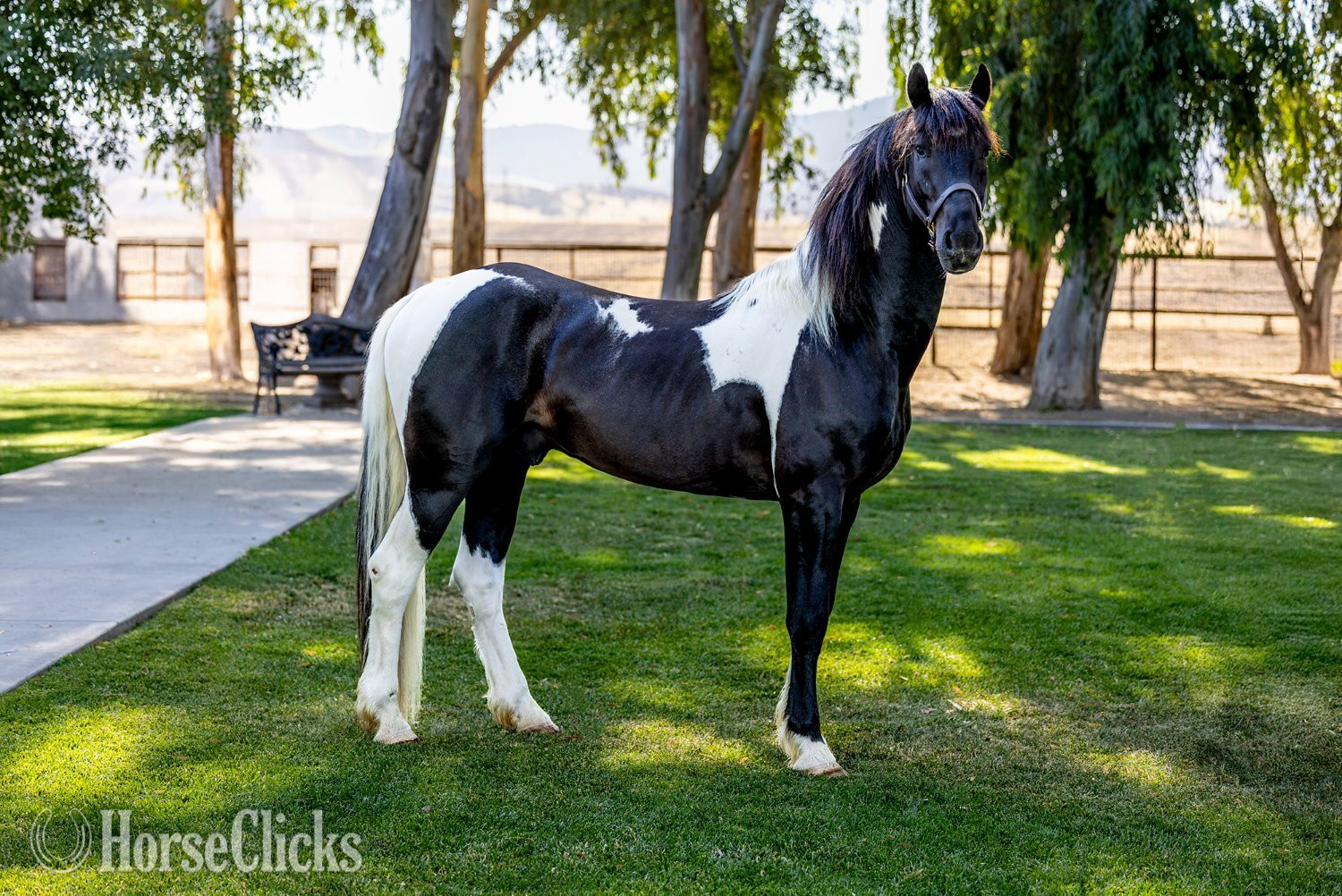 "Invictus" Tabiano Stallion American Saddlebred - American Saddlebred