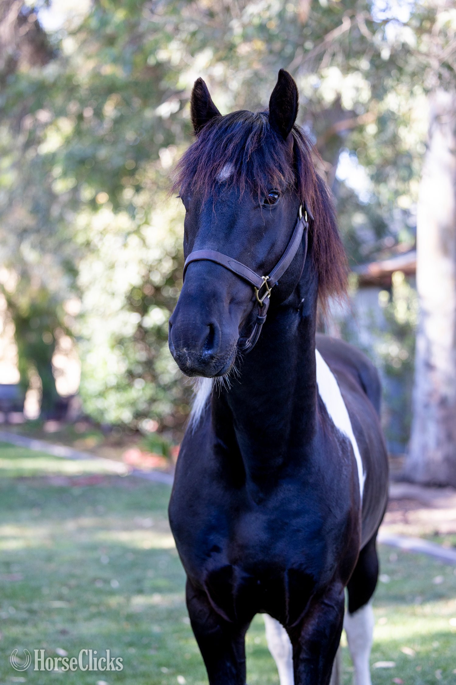 "Invictus" Tabiano Stallion American Saddlebred California