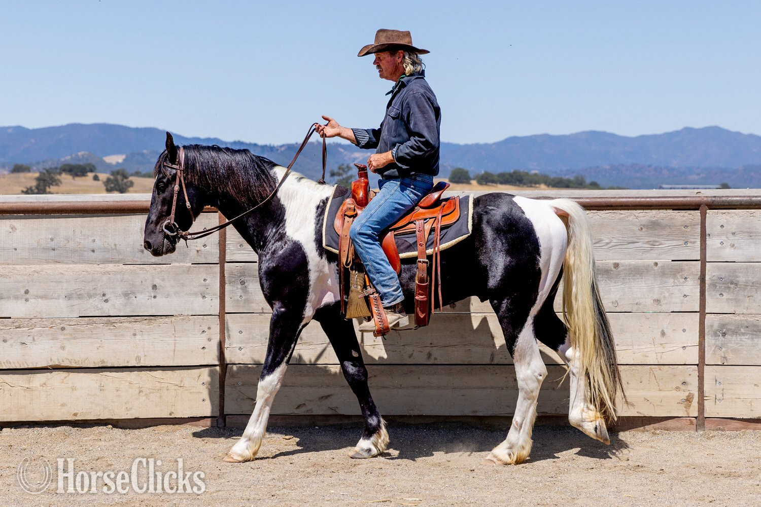 American Saddlebred - "Invictus" Tabiano Stallion American Saddlebred in California