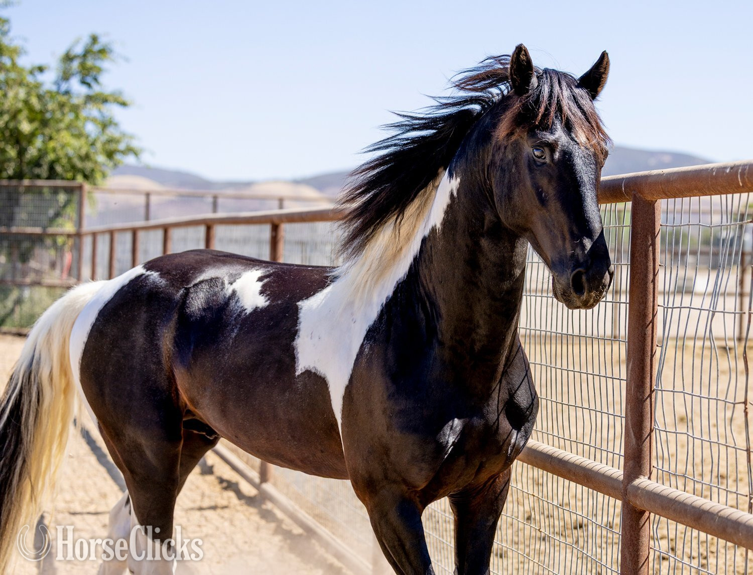 American Saddlebred - "Invictus" Tabiano Stallion American Saddlebred