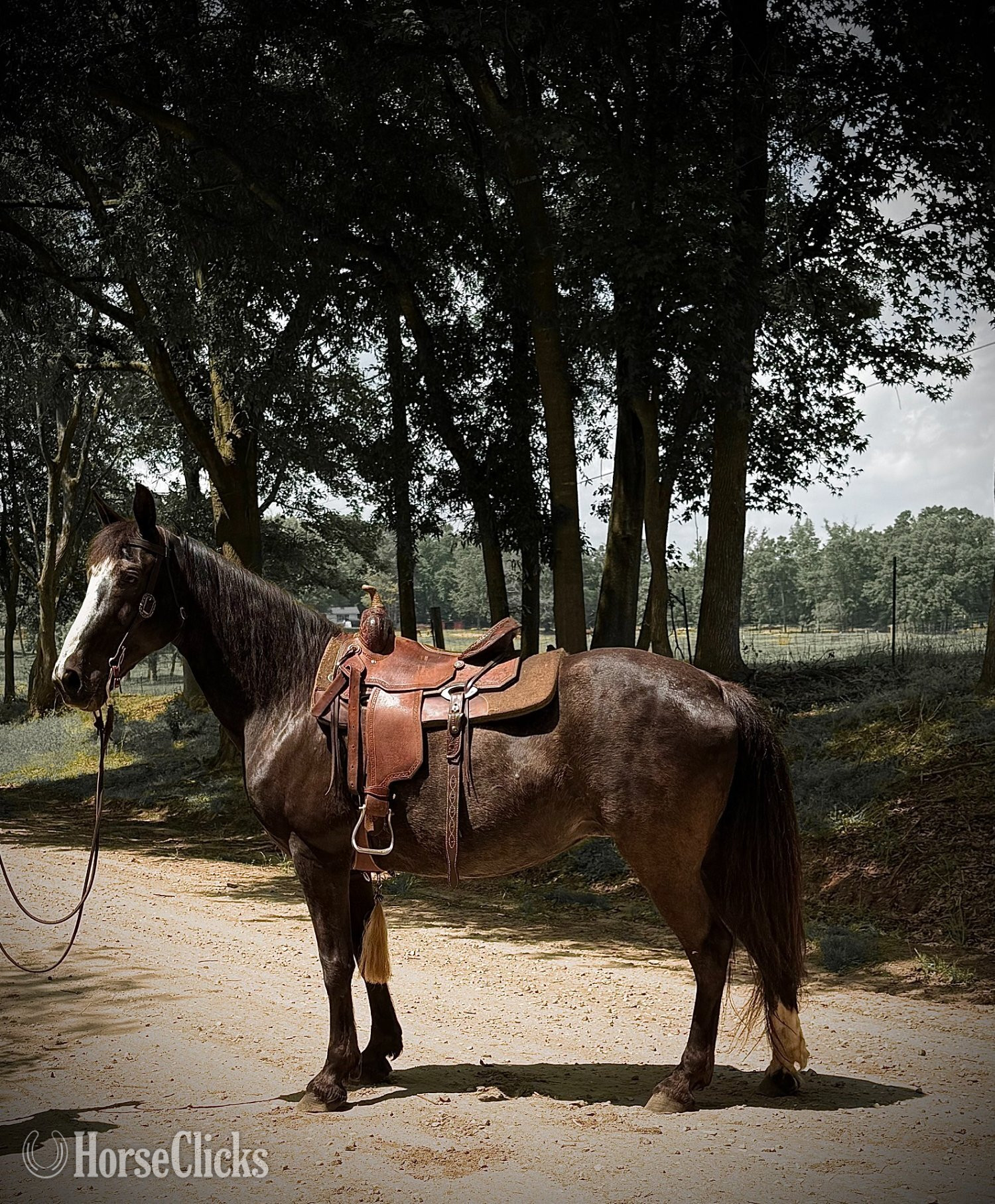 "Xena" Black Mare Tennessee Walker in Georgia