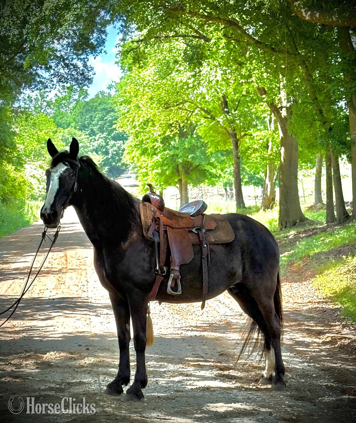 "Xena" Black Mare Tennessee Walker