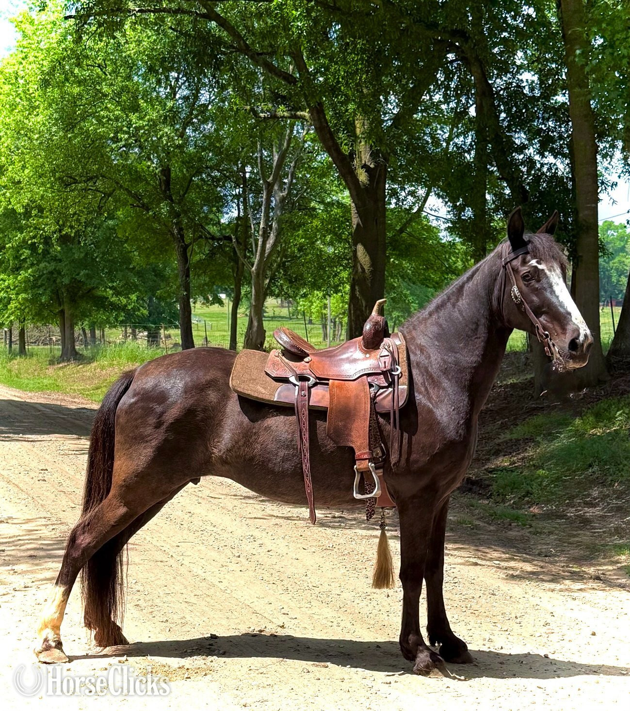 "Xena" Black Mare Tennessee Walker - Tennessee Walker in Georgia