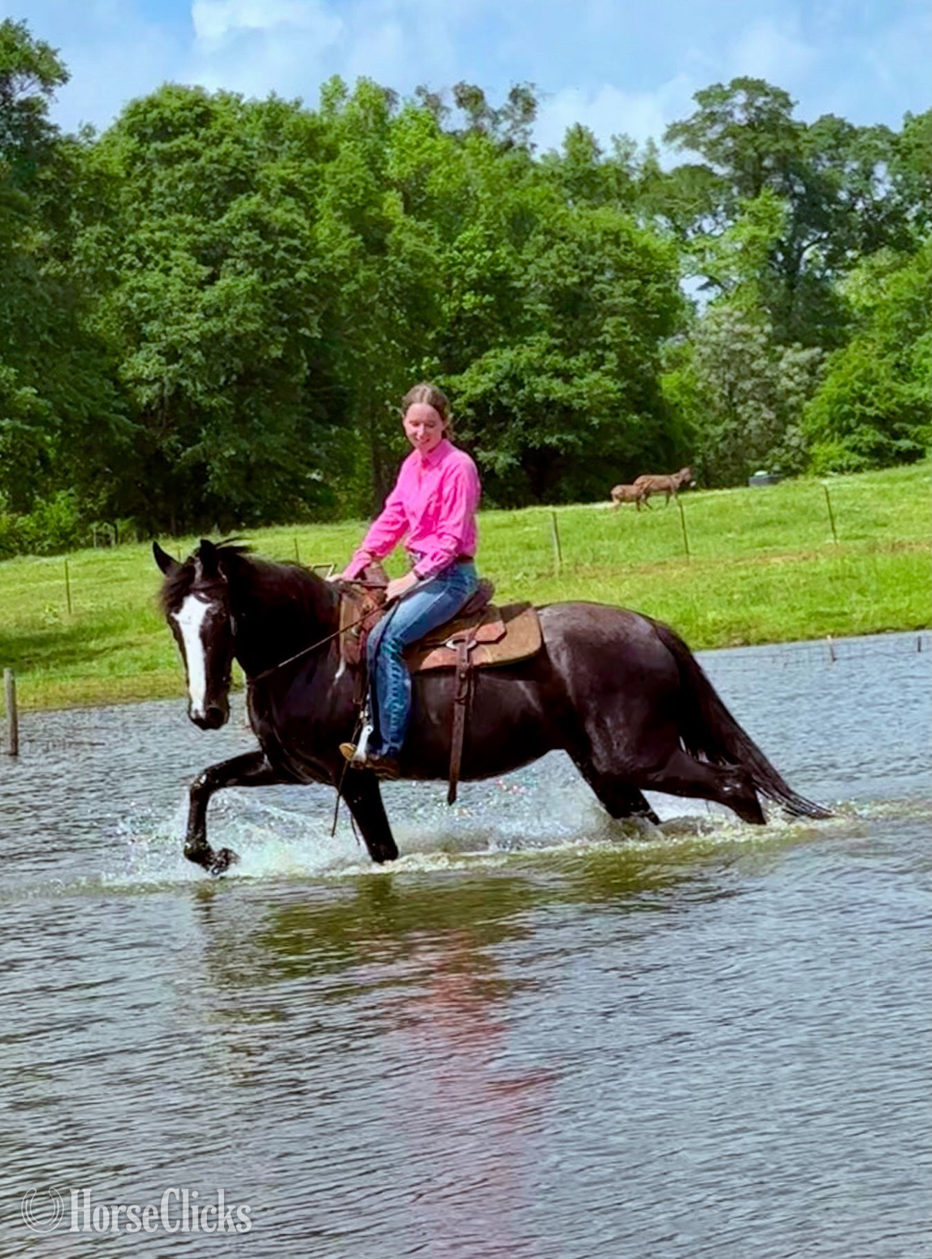 "Xena" Black Mare Tennessee Walker - Tennessee Walker