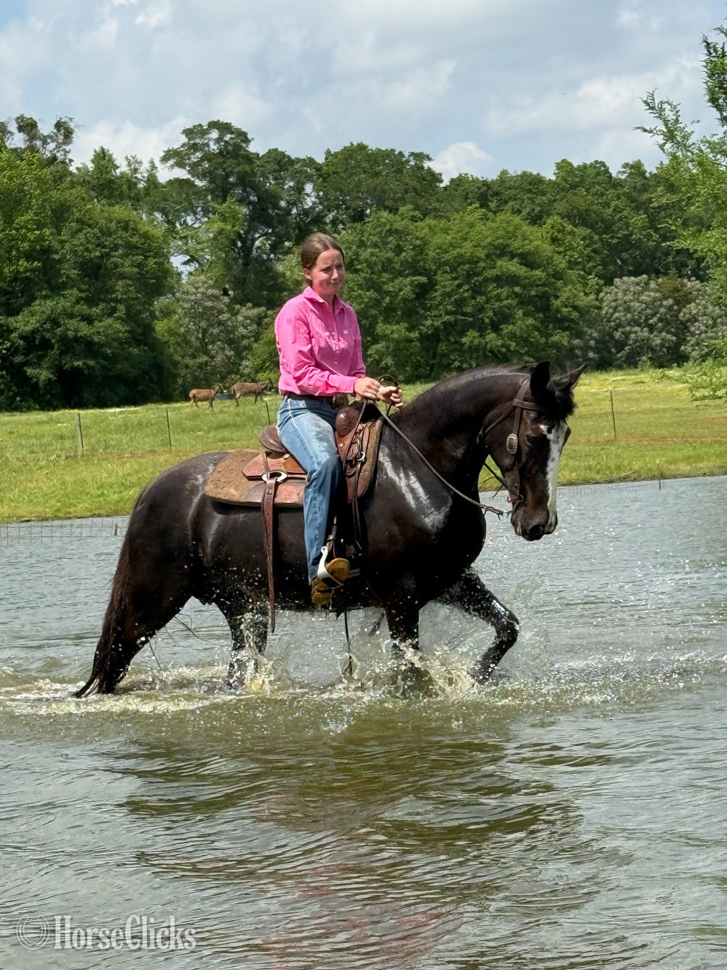 "Xena" Black Mare Tennessee Walker Georgia