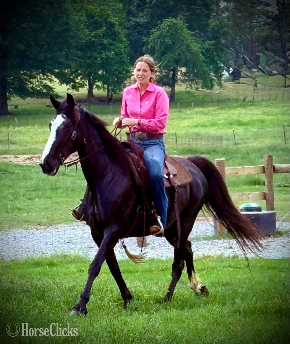 Tennessee Walker - "Xena" Black Mare Tennessee Walker