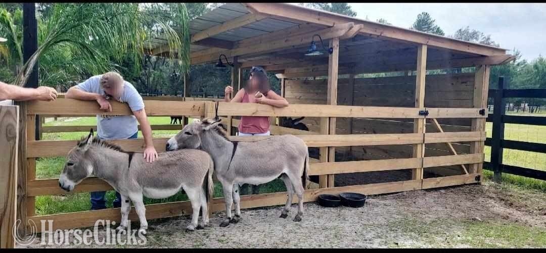 "Baby Mini Donkeys Mini Cows Mini Horses " Pinto Mare Donkey in Florida