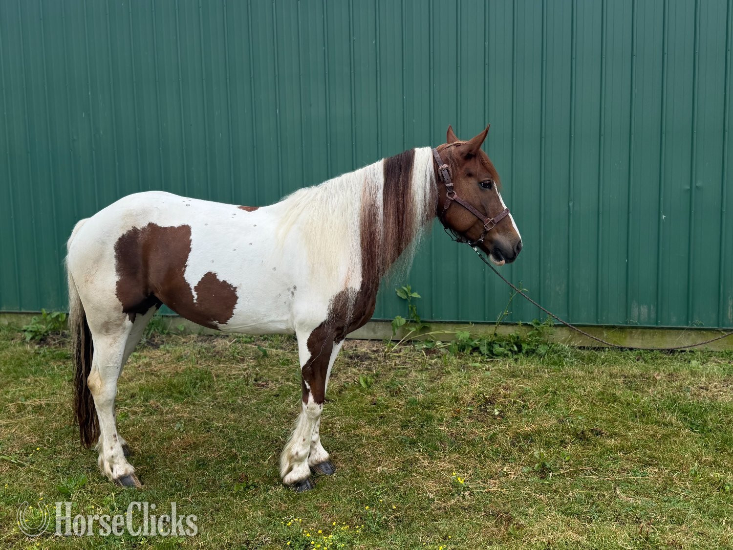 ""B" " Pinto Mare Draft in Ohio