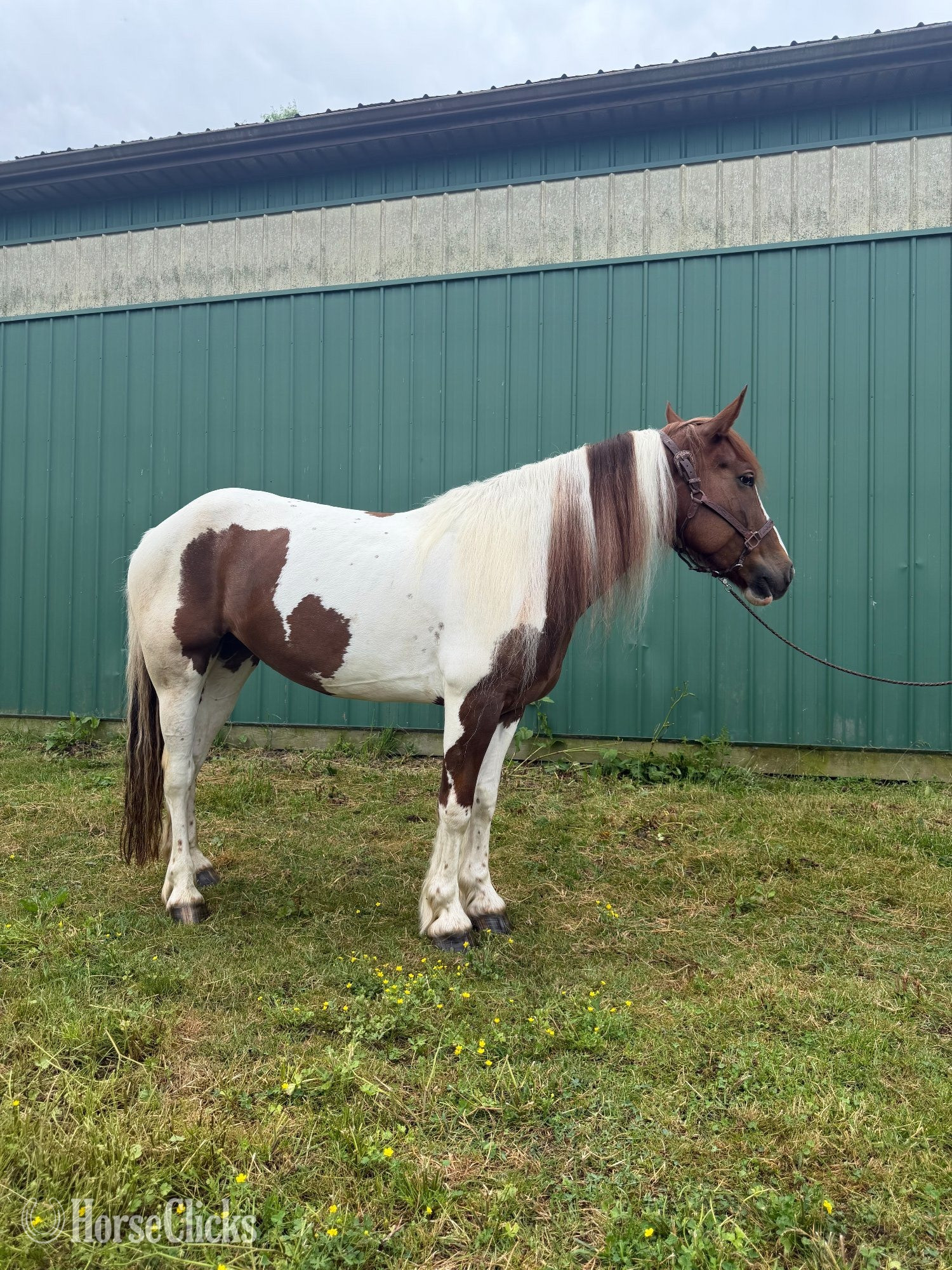 ""B" " Pinto Mare Draft