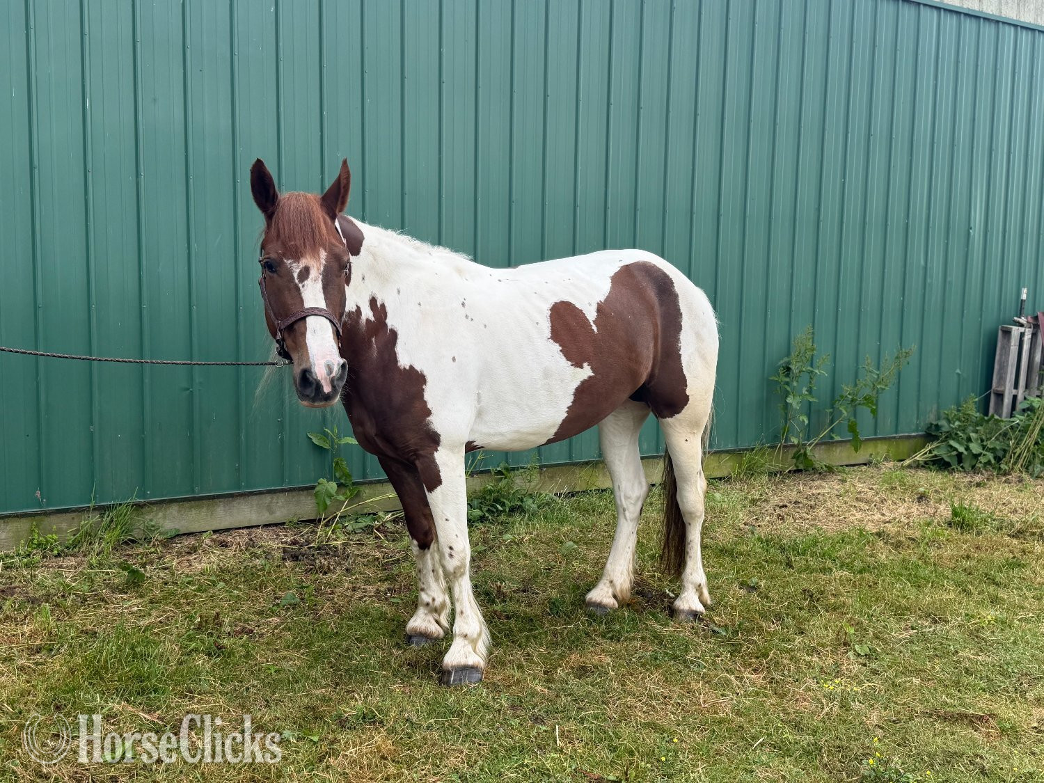 Ohio ""B" " Pinto Mare Draft