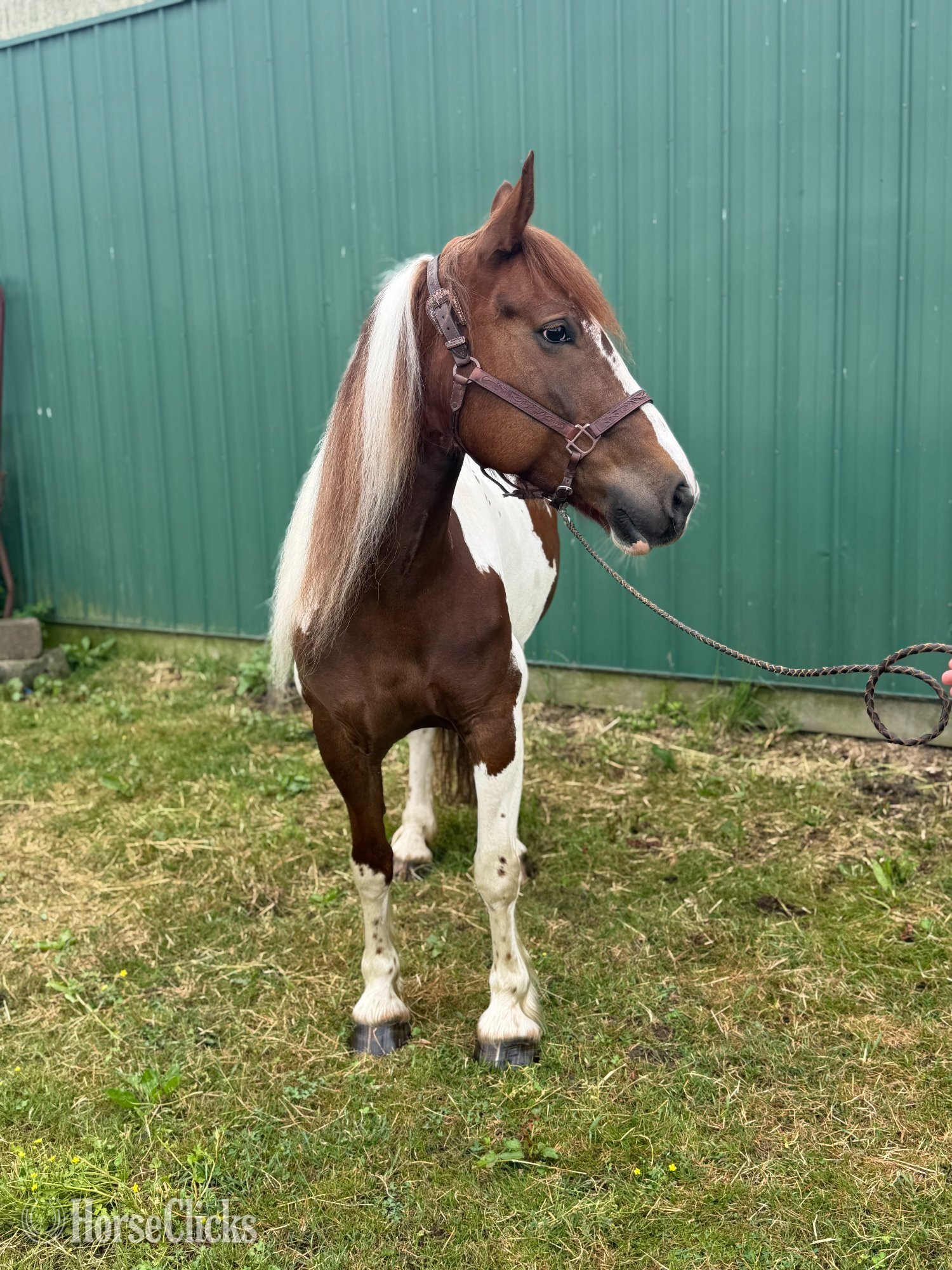 ""B" " Pinto Mare Draft - Draft in Ohio