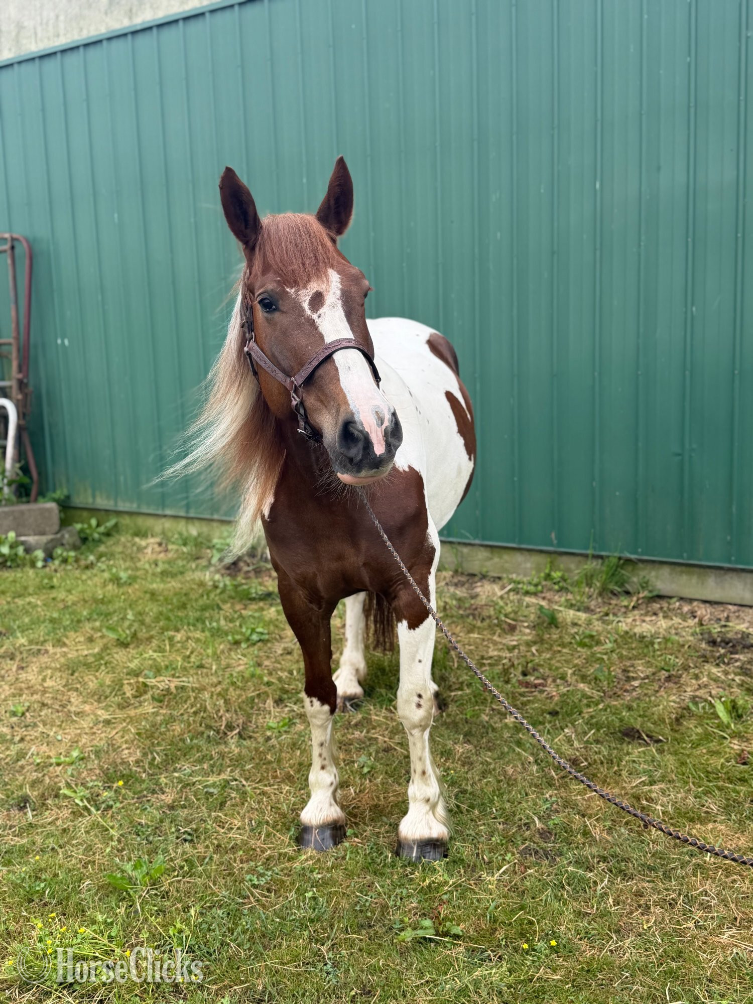 ""B" " Pinto Mare Draft - Draft