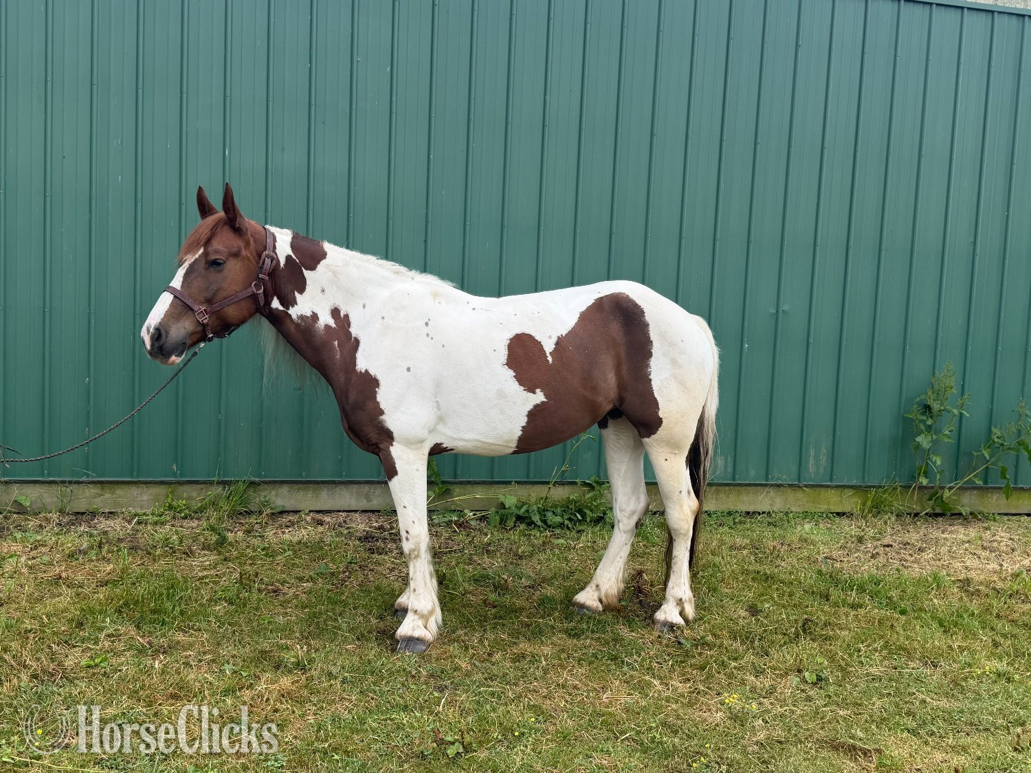 ""B" " Pinto Mare Draft Ohio
