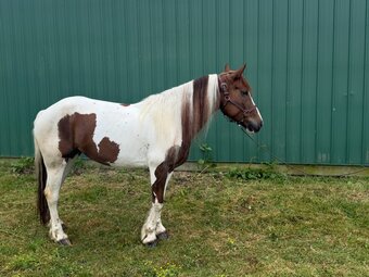 ""B" " Pinto Mare Draft