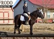 "Frodo" Black Gelding Pony