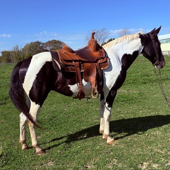"Ellie" Tabiano Mare Tennessee Walker