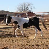 "Big Jake" Black Gelding Paint