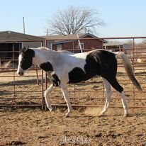 "Big Jake" Black Gelding Paint in Texas