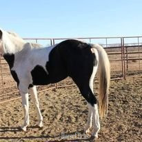 "Big Jake" Black Gelding Paint