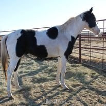 Texas "Big Jake" Black Gelding Paint