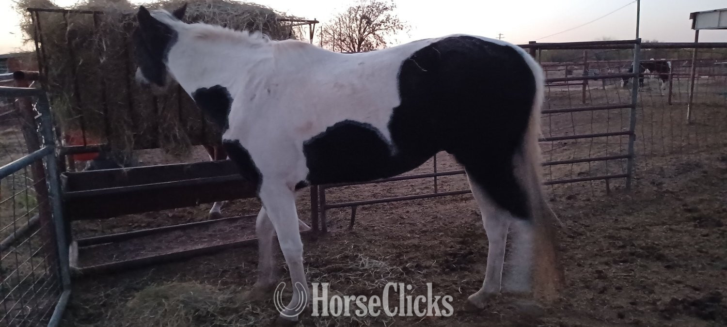 "Big Jake" Black Gelding Paint - Paint in Texas