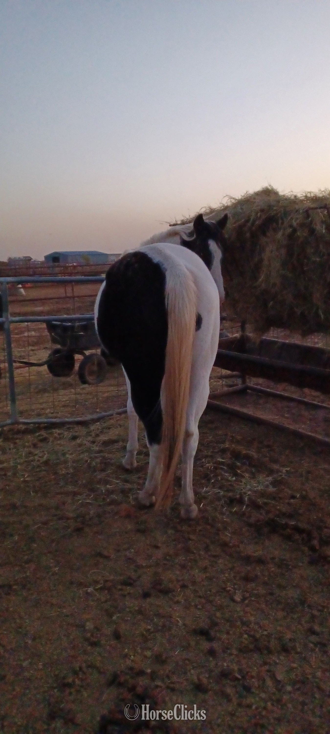 "Big Jake" Black Gelding Paint - Paint