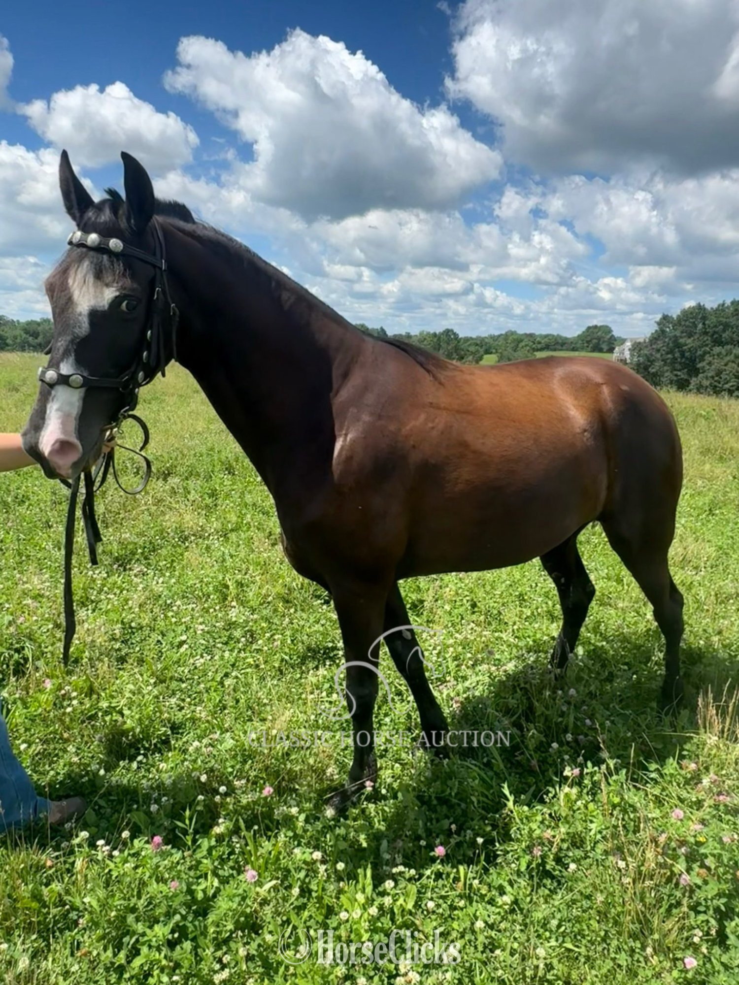 "OREO" Black Mare Tennessee Walker