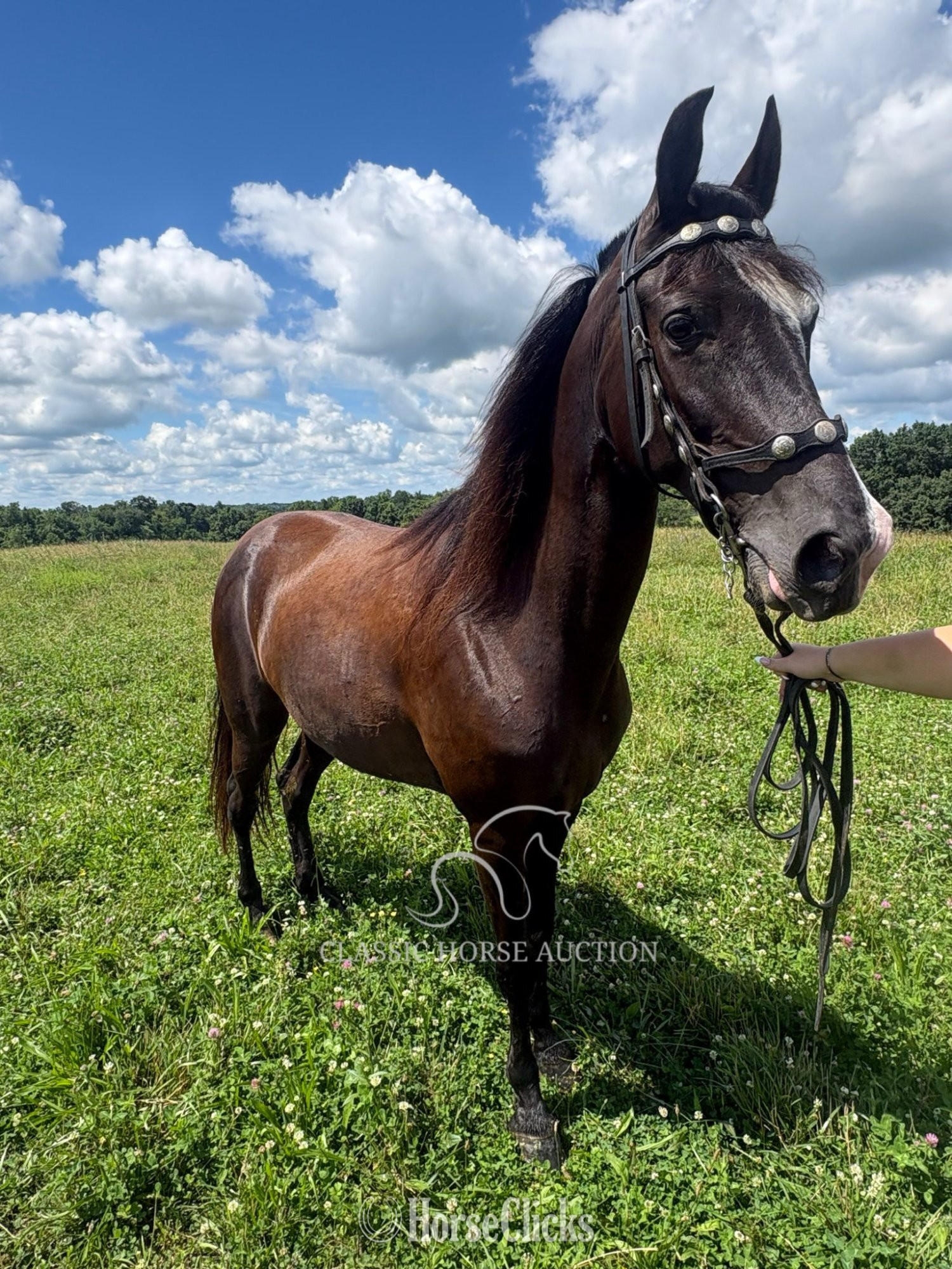 Kentucky "OREO" Black Mare Tennessee Walker