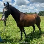 "OREO" Black Mare Tennessee Walker - Tennessee Walker in Kentucky
